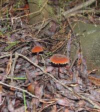 Marasmius plicatulus image