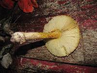 Amanita yema image