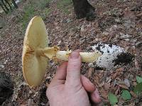 Amanita caesarea image