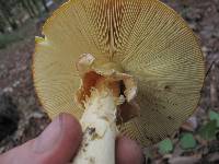 Amanita caesarea image