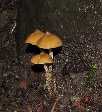 Psilocybe zapotecorum image