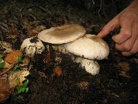 Agaricus xanthodermus image