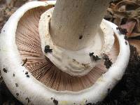 Agaricus xanthodermus image