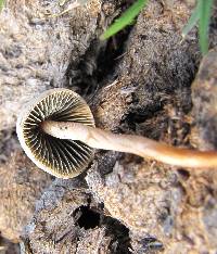 Panaeolus cinctulus image