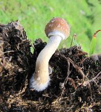 Psilocybe cubensis image