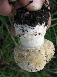 Amanita gemmata image