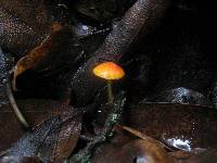 Mycena acicula image