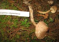 Lepiota clypeolaria image