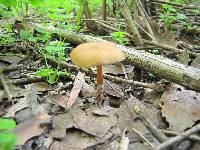 Psilocybe caerulescens image