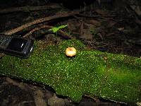 Gymnopilus subpurpuratus image