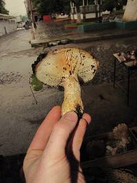 Lactarius scrobiculatus image