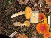 Amanita caesarea image