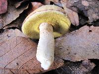 Boletus variipes image