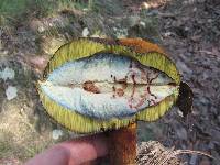 Boletus subvelutipes image