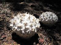 Calvatia sculpta image