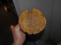 Leccinum rugosiceps image