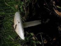 Amanita ocreata image