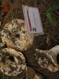 Lactarius piperatus image