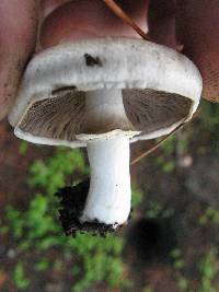 Agaricus xanthodermus image