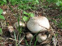 Agaricus xanthodermus image