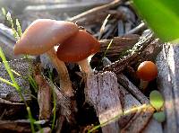 Psilocybe cyanescens image