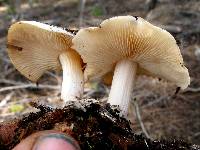 Rhodocollybia maculata image