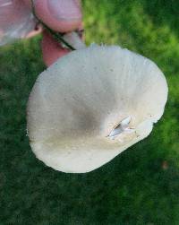 Psathyrella candolleana image