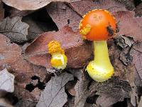 Amanita flavoconia var. inquinata image