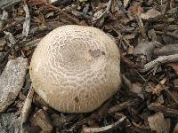 Agaricus xanthodermus image