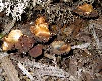 Psilocybe cyanescens image