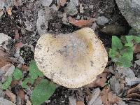 Amanita caesarea image