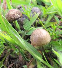 Panaeolus cyanescens image