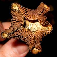 Psilocybe cyanescens image