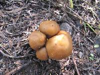 Psilocybe caerulescens image