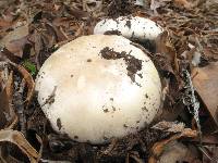 Agaricus xanthodermus image