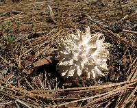 Calvatia sculpta image