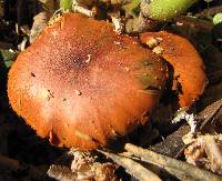 Gymnopilus luteofolius image