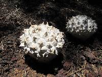 Calvatia sculpta image