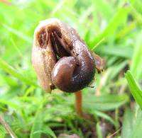 Psilocybe mexicana image