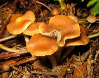 Psilocybe cyanescens image