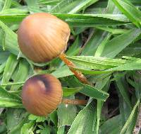 Psilocybe mexicana image