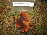 Polyporus varius image