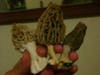 Morchella rufobrunnea image