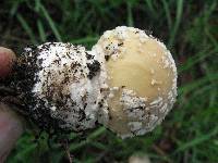 Amanita gemmata image