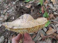 Amanita caesarea image