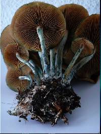 Psilocybe cyanescens image