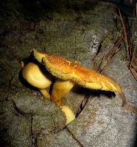 Hypholoma fasciculare image