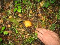 Cantharellus californicus image