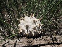 Calvatia sculpta image