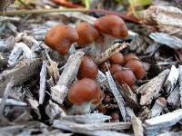 Psilocybe cyanescens image